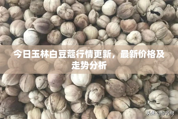 今日玉林白豆蔻行情更新，最新价格及走势分析