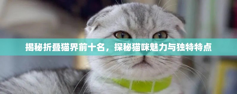 揭秘折叠猫界前十名，探秘猫咪魅力与独特特点