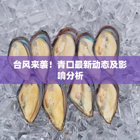 台风来袭！青口最新动态及影响分析