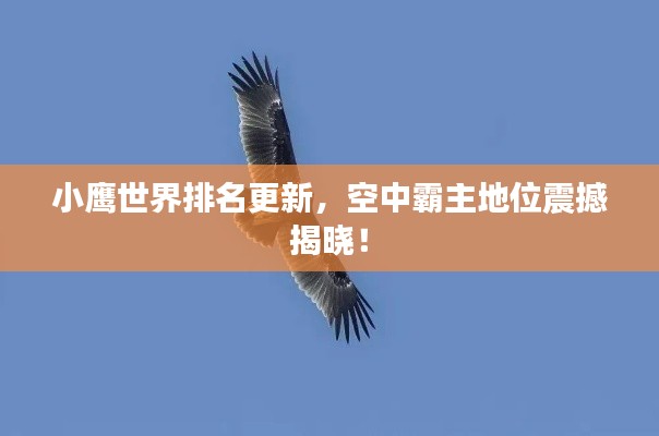 小鹰世界排名更新，空中霸主地位震撼揭晓！