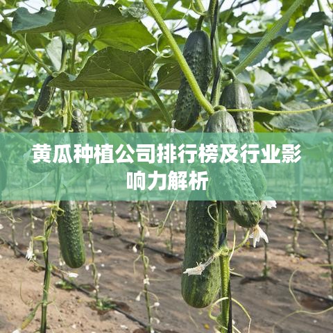 黄瓜种植公司排行榜及行业影响力解析