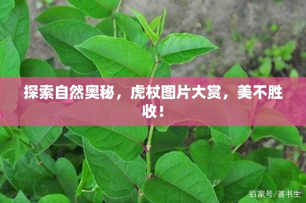 探索自然奥秘，虎杖图片大赏，美不胜收！