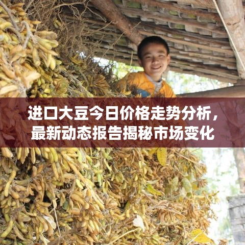 进口大豆今日价格走势分析，最新动态报告揭秘市场变化