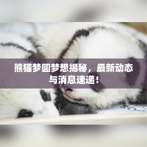 熊猫梦圆梦想揭秘，最新动态与消息速递！