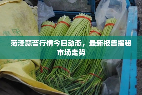 菏泽蒜苔行情今日动态，最新报告揭秘市场走势