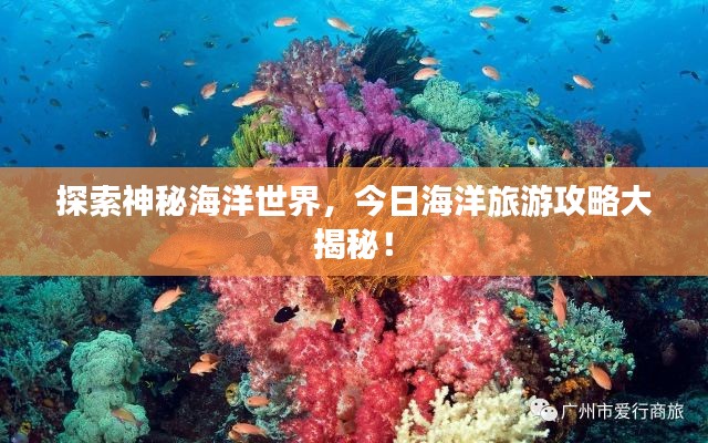 探索神秘海洋世界，今日海洋旅游攻略大揭秘！