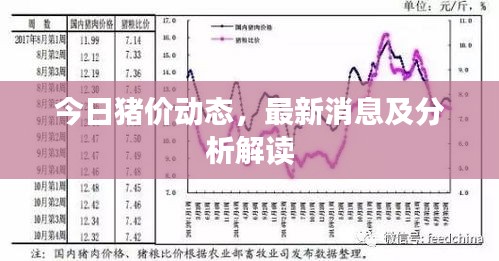 今日猪价动态，最新消息及分析解读