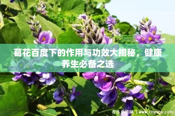 葛花百度下的作用与功效大揭秘，健康养生必备之选