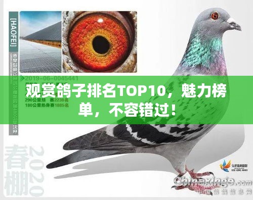 观赏鸽子排名TOP10，魅力榜单，不容错过！