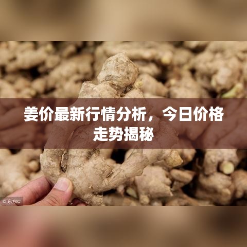 姜价最新行情分析，今日价格走势揭秘