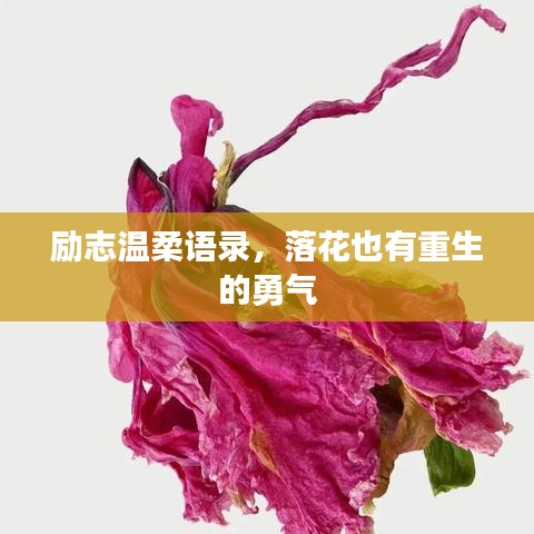 励志温柔语录，落花也有重生的勇气