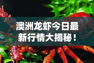 澳洲龙虾今日最新行情大揭秘！