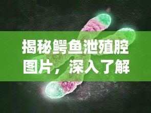 揭秘鳄鱼泄殖腔图片，深入了解鳄鱼生殖系统的奥秘