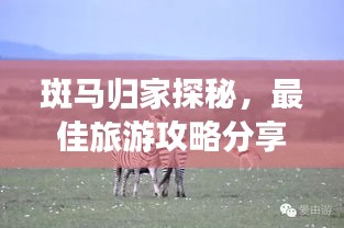 斑马归家探秘，最佳旅游攻略分享