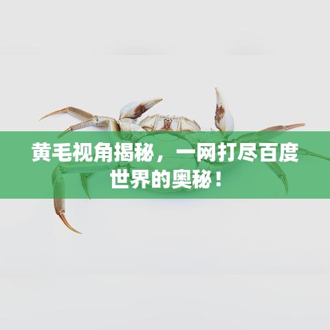 黄毛视角揭秘，一网打尽百度世界的奥秘！