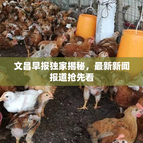 文昌早报独家揭秘，最新新闻报道抢先看