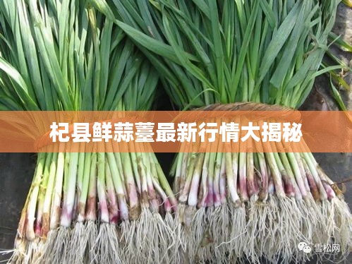 杞县鲜蒜薹最新行情大揭秘