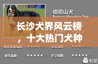 长沙犬界风云榜，十大热门犬种盘点！