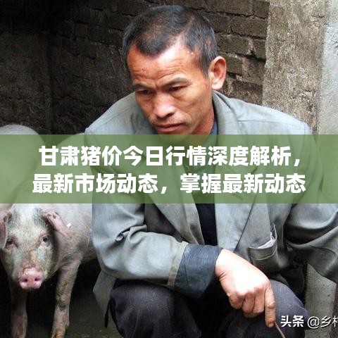 甘肃猪价今日行情深度解析，最新市场动态，掌握最新动态趋势