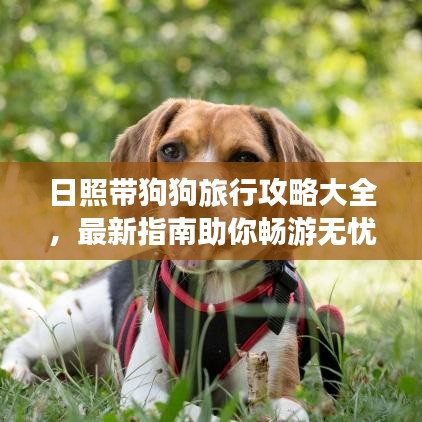日照带狗狗旅行攻略大全，最新指南助你畅游无忧！