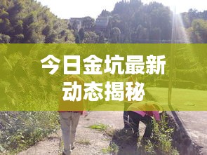 今日金坑最新动态揭秘