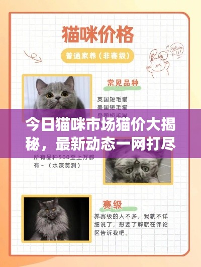 今日猫咪市场猫价大揭秘，最新动态一网打尽！
