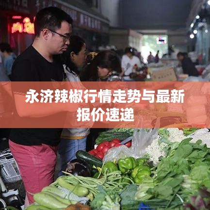永济辣椒行情走势与最新报价速递