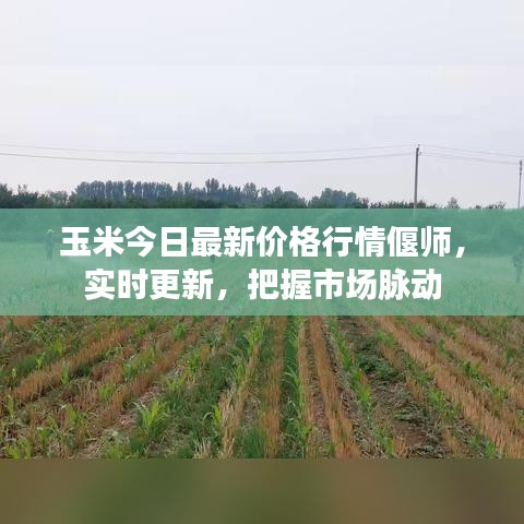 玉米今日最新价格行情偃师，实时更新，把握市场脉动